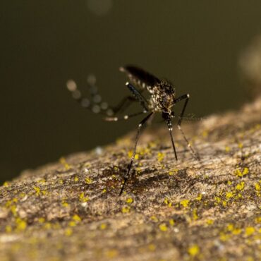 registro,-sp,-decreta-situacao-de-emergencia-por-epidemia-de-dengue-apos-morte-pela-doenca