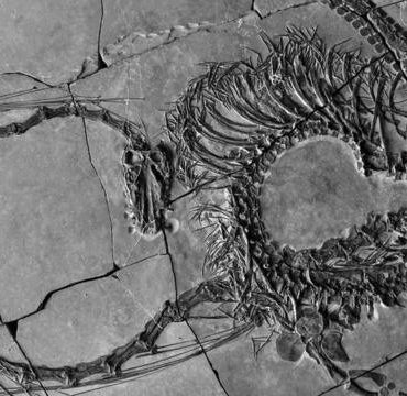fossil-revela-‘dragao’-de-240-milhoes-de-anos