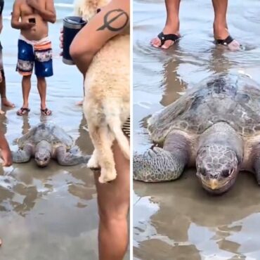 tartaruga-de-40-quilos-e-ameacada-de-extincao-e-encontrada-em-praia-grande;-video