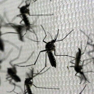 baixada-santista-registra-seis-mortes-suspeitas-de-dengue-em-2024