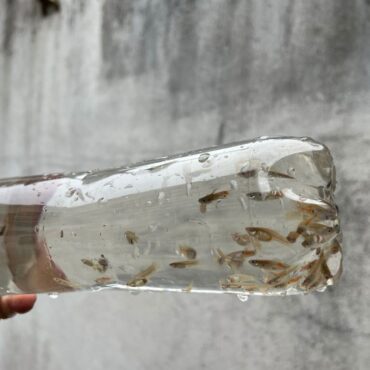 peixe-predador-de-larvas-e-usado-para-conter-alta-de-casos-de-dengue;-entenda