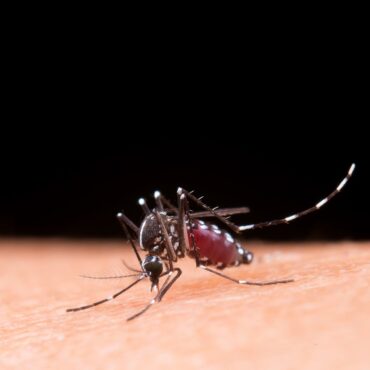 baixada-santista-chega-a-2.420-casos-de-dengue,-mas-so-uma-cidade-segue-decreto-de-emergencia-do-estado