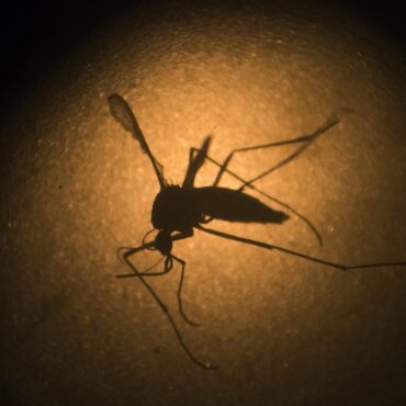 primeira-morte-por-dengue-e-registrada-na-baixada-santista,-sp