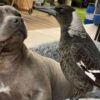 A polêmica separação de pássaro e pitbull que envolve até governador na Austrália