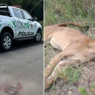 onca-ameacada-de-extincao-e-atropelada-e-morta-no-litoral-de-sp