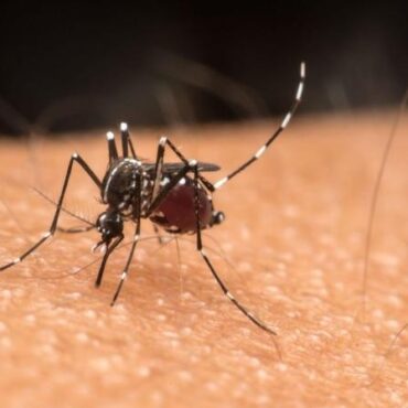 mais-tres-mortes-por-dengue-sao-confirmadas-na-baixada-santista