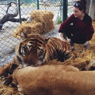 com-superpopulacao,-zoo-da-argentina-vai-enviar-60-felinos-para-santuario-na-india