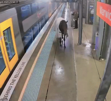 video:-cavalo-invade-plataforma-de-trem-na-australia