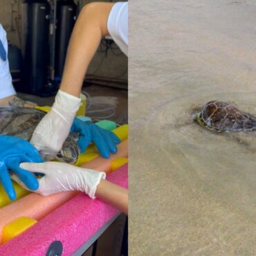 tartaruga-encontrada-presa-em-rede-de-pesca-e-devolvida-ao-mar-apos-sete-meses-de-tratamento-no-litoral-de-sp;-video