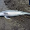 Após achar golfinho baleado no coração, agência dos EUA oferece recompensa de US$ 20 mil por autor do crime