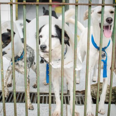 sao-vicente-abre-agenda-para-a-castracao-de-1,3-mil-animais,-entre-caes-e-gatos;-saiba-como-se-cadastrar