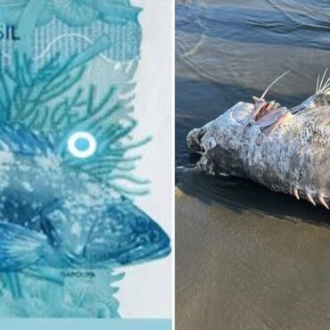 peixe-que-estampa-a-nota-de-r$-100-e-encontrado-em-praia-do-litoral-de-sp