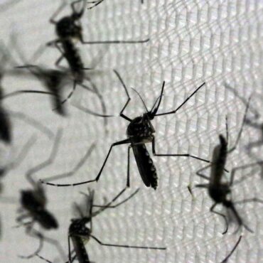 baixada-santista-confirma-mais-duas-mortes-por-dengue;-total-chega-a-nove-em-2024