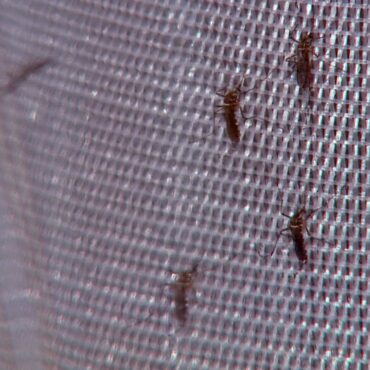 guaruja-confirma-morte-de-adolescente-por-dengue;-regiao-chega-a-10-em-2024