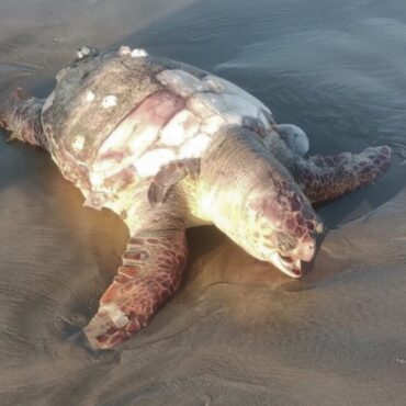 tartaruga-de-54-quilos-e-ameacada-de-extincao-e-encontrada-no-litoral-de-sp