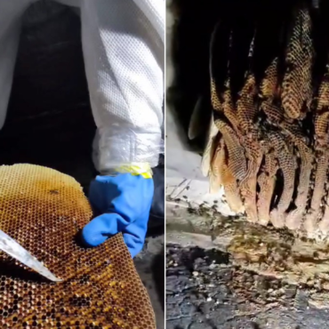 funcionario-de-condominio-de-luxo-e-atacado-por-abelhas-e-cai-do-telhado;-video