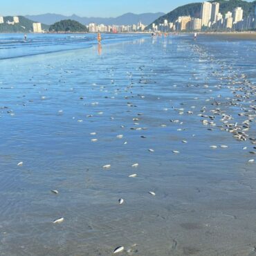 centenas-de-peixes-aparecem-mortos-em-praias-do-litoral-de-sp;-video