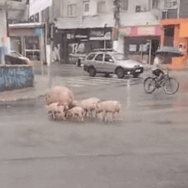 mae-e-filhotes-de-porcos-sao-flagrados-atravessando-rua-movimentada-no-litoral-de-sp;-video