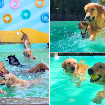 sera-que-todo-cachorro-sabe-nadar?-especialistas-explicam-e-orientam-tutores-sobre-o-‘nado-cachorrinho’