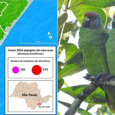 especie-de-papagaio-visada-pelo-trafico-e-mapeada-no-litoral-de-sp-e-preocupa-especialistas;-fotos