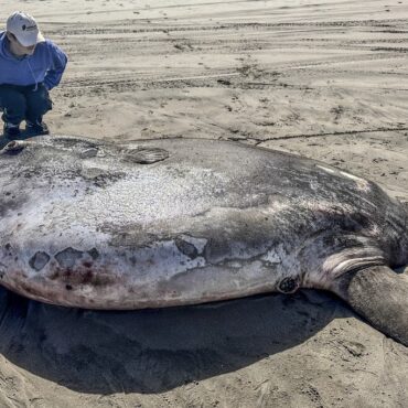 peixe-lua-gigante:-animal-encontrado-nos-eua-pode-ser-o-maior-da-especie-ja-registrado,-diz-pesquisadora;-veja-fotos