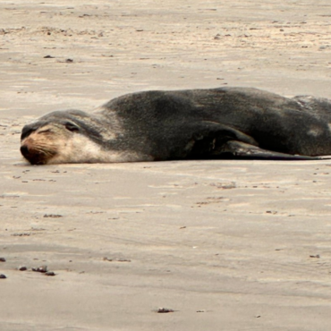 lobo-marinho-e-flagrado-descansando-em-praia-no-litoral-de-sp