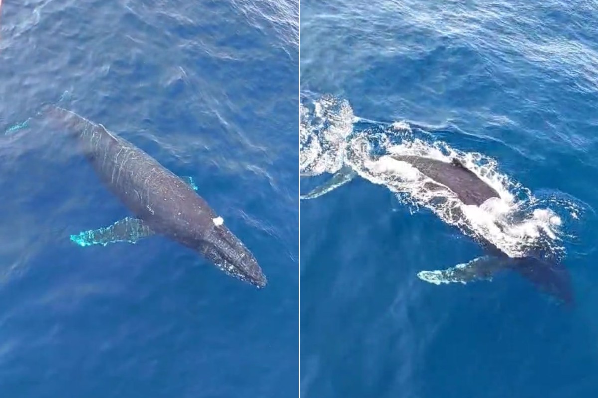 Pescadora grava momento em que baleia-jubarte salta em alto-mar no litoral de SP